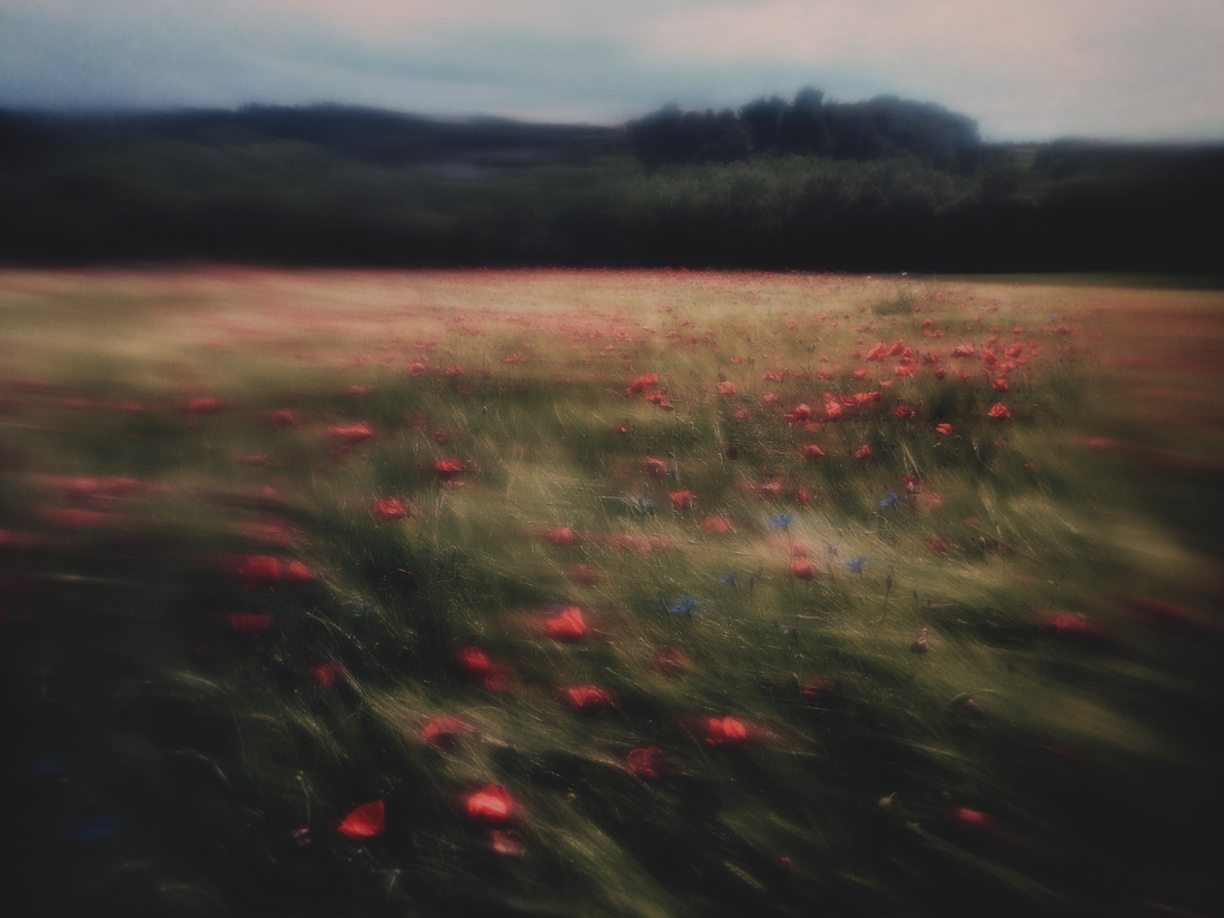 dancing poppies