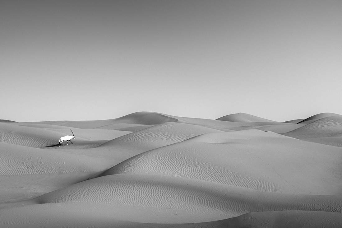 Arabian Orynx - The majestic desert dwellers