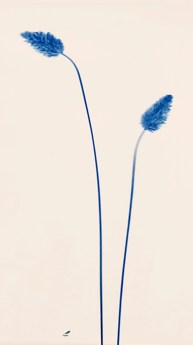 Flower dance