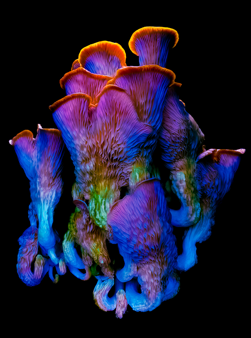 MYCELIUM