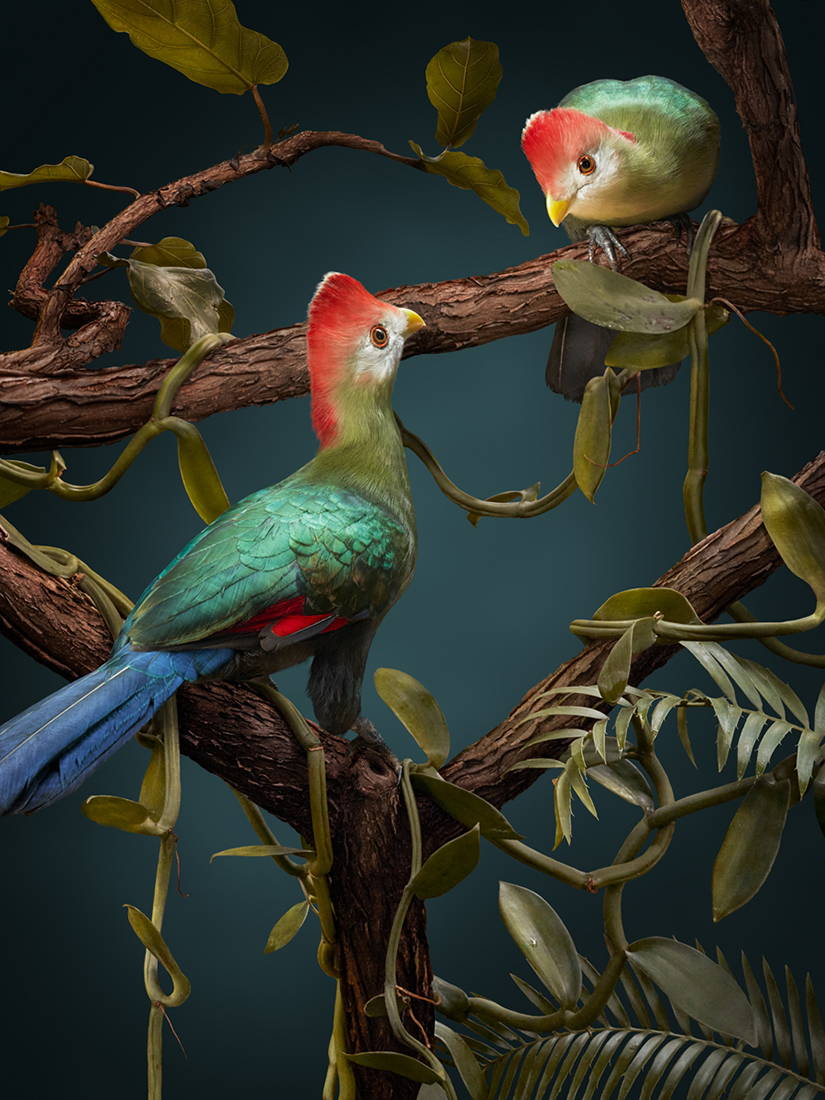 The Life of Birds