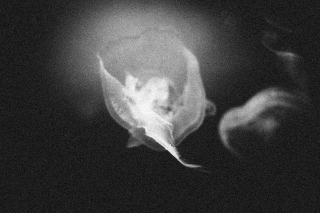 MEDUZA