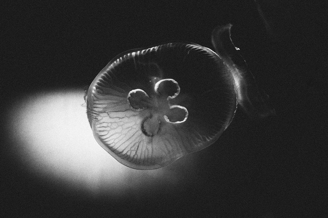 MEDUZA