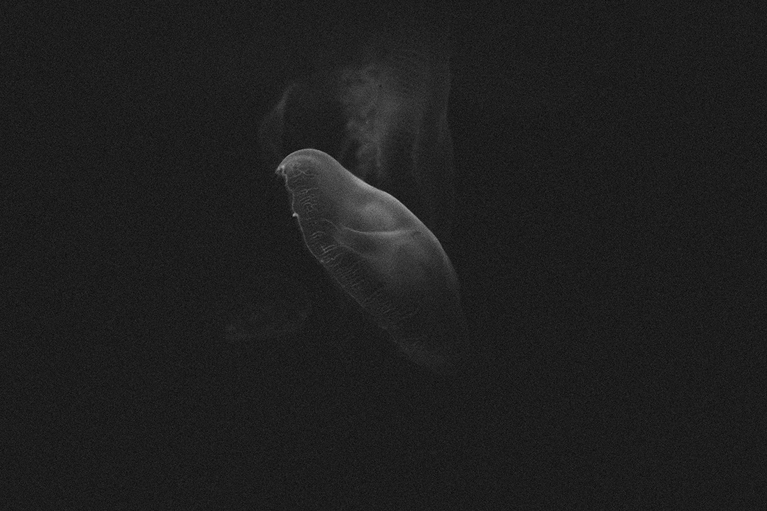 MEDUZA