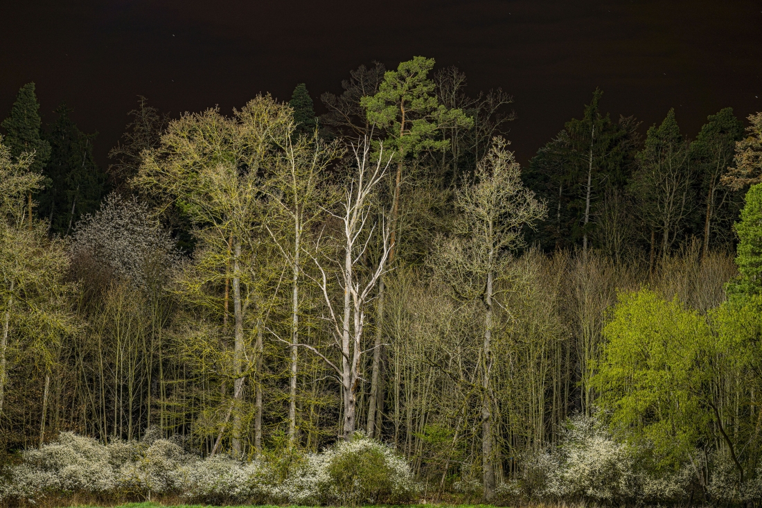 nightforest