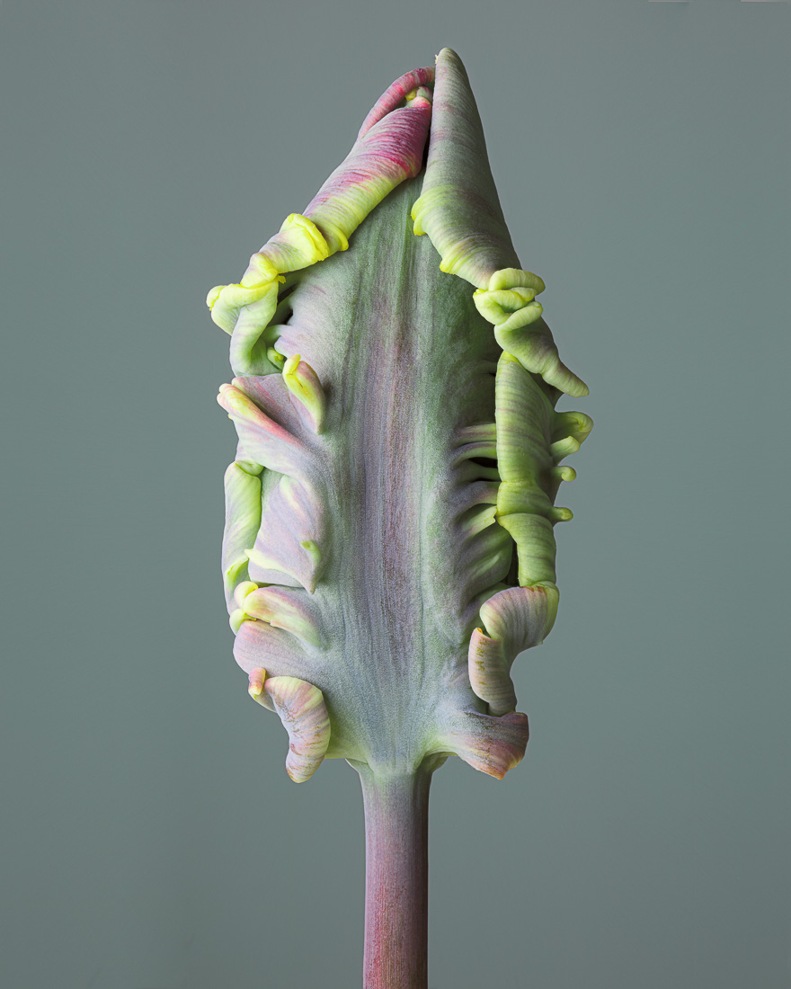 Flower Portraits
