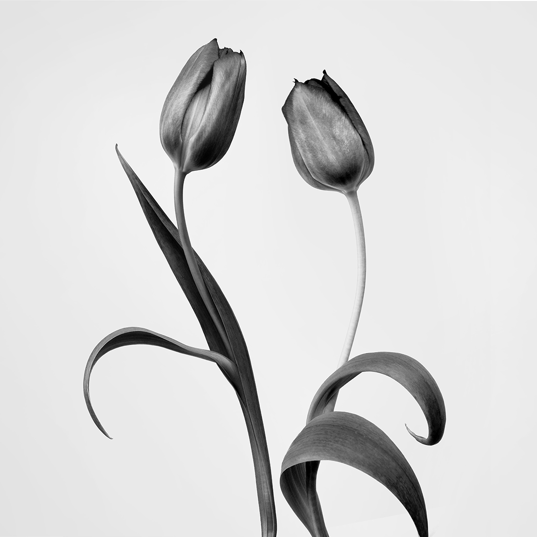 FlowerDance