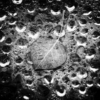Aspen Leaf Abstract