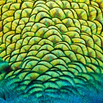 Feather Fantasy