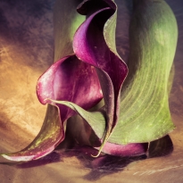 calla 