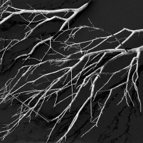 Bleached Branches