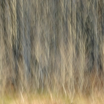 Aspen