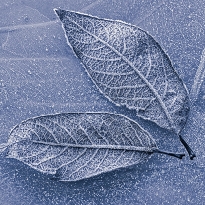 Winter dream