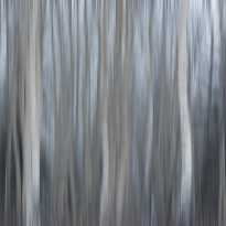 Winter Dance 