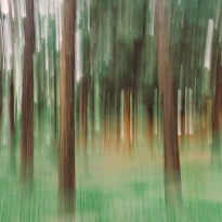 Magic Forest