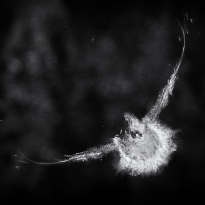 Screaming pidgeon