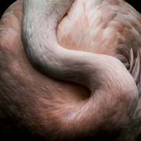 Taijitu