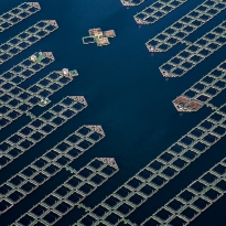 saltwater farms