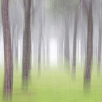 Pinewood