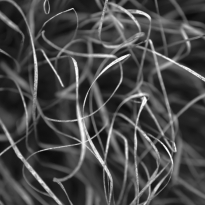 Wild Grass #2