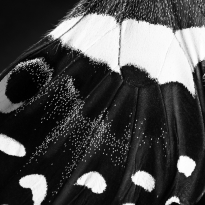 Papillon