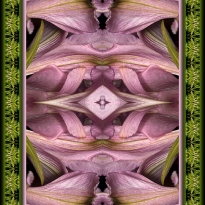 Nature's Mandala