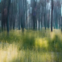 The magical forest