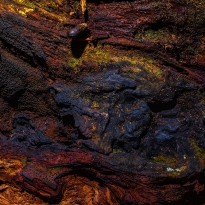 Sequoia Obscura