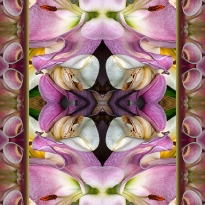 Lily Lalapalooza
