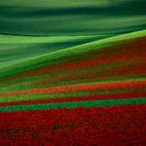 Poppies