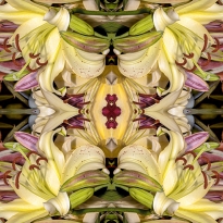 Lily Fantasy