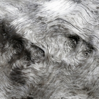 Nature's Van Gogh