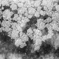 saltSURFACES