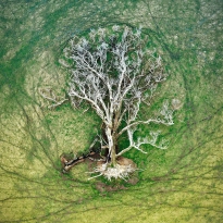 Tree of Life