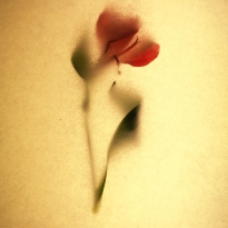 Dancing Flowers