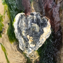Art of the Ocean
