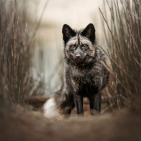 Intense Stare