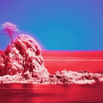 symbiosis