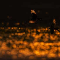 Twinkling Wings