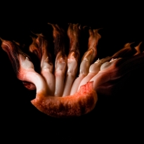 Vitality 