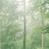 WOODLAND SENSES