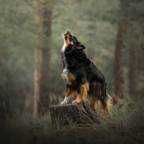 Call of the Wild