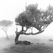 Behold the fog