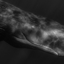 SPERM WHALES