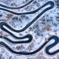 tapeworm