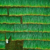 Drying grass