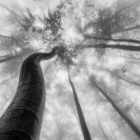Up to the light