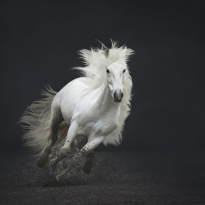 Horses in action