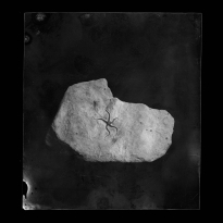 Fossil