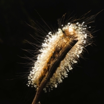Firework